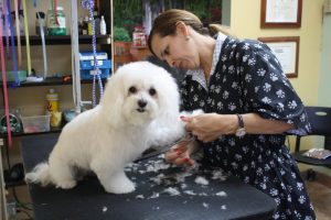 getting a groom to go home after staying at this pet hotel in miami