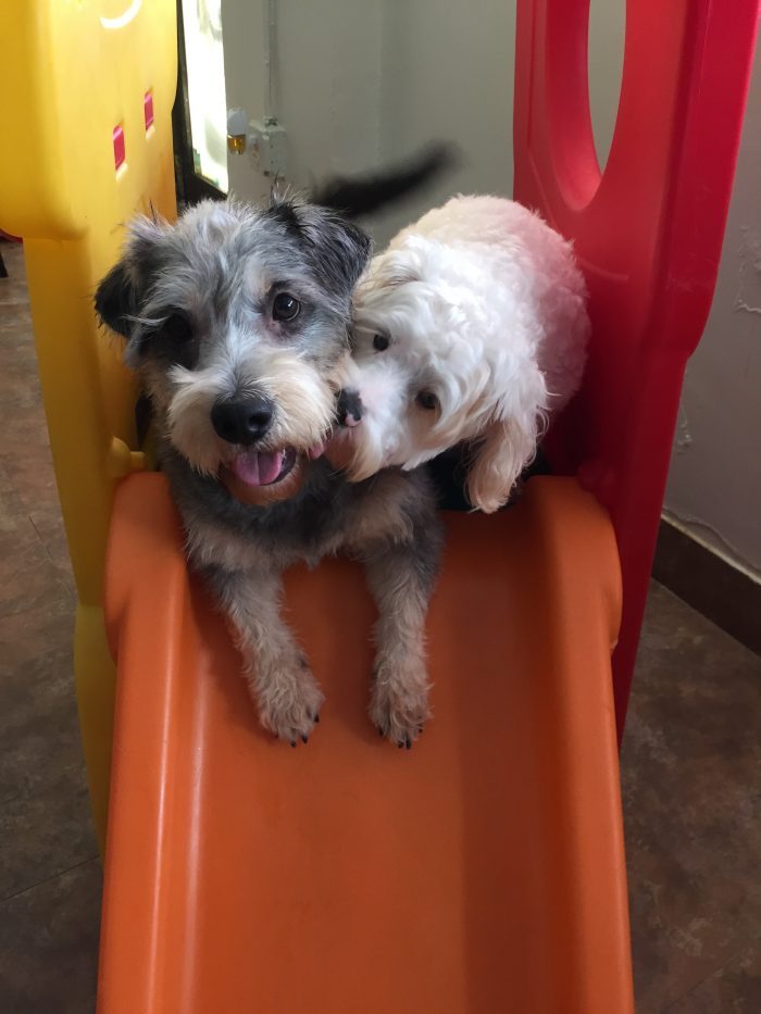 Dogs Having Fun At Our Pet Hotel In Miami