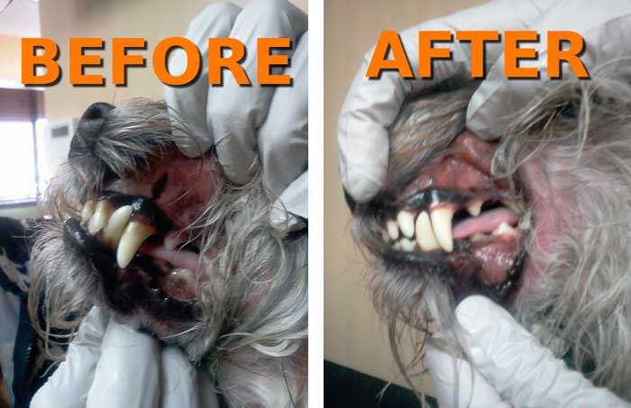 Before & After Dental Cleaning